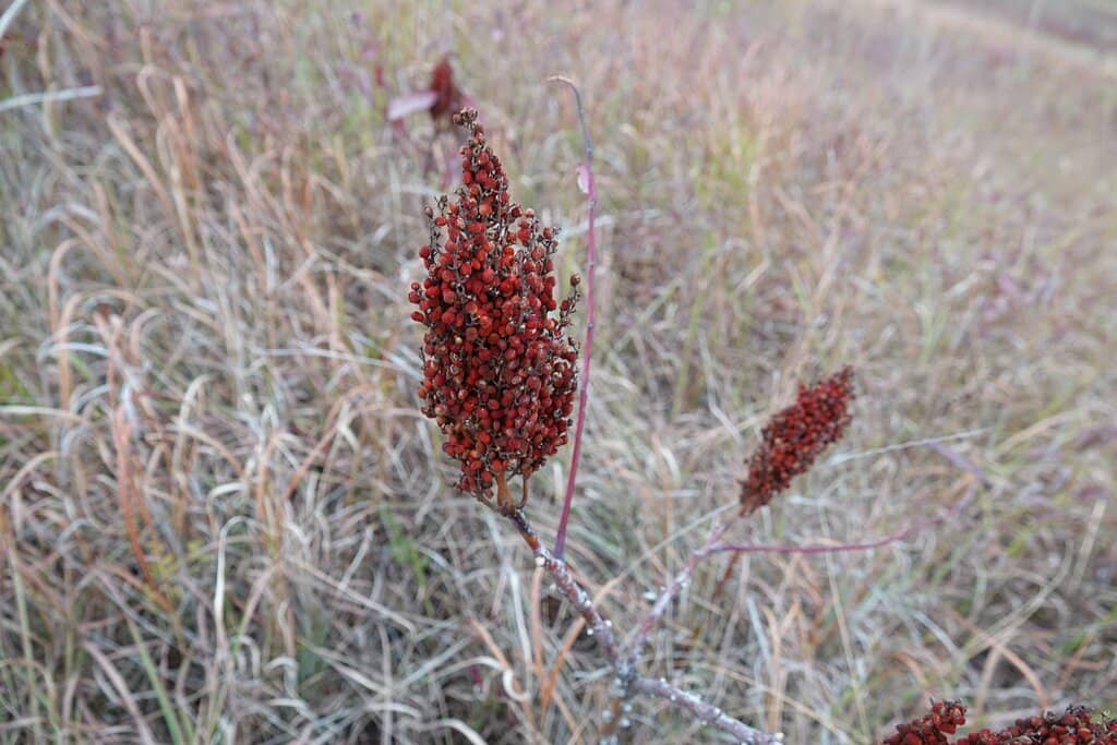 Tallgrass Prairie Ecosystem