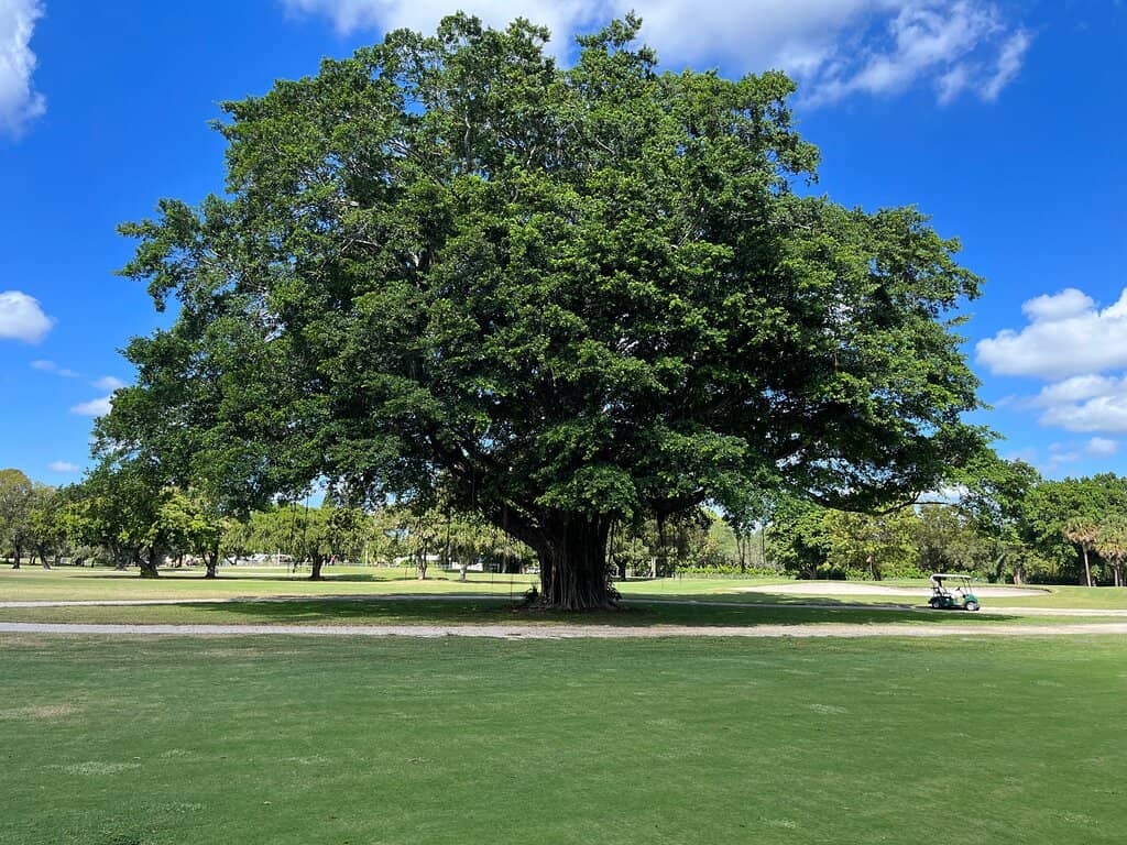 Affordable Green Fees