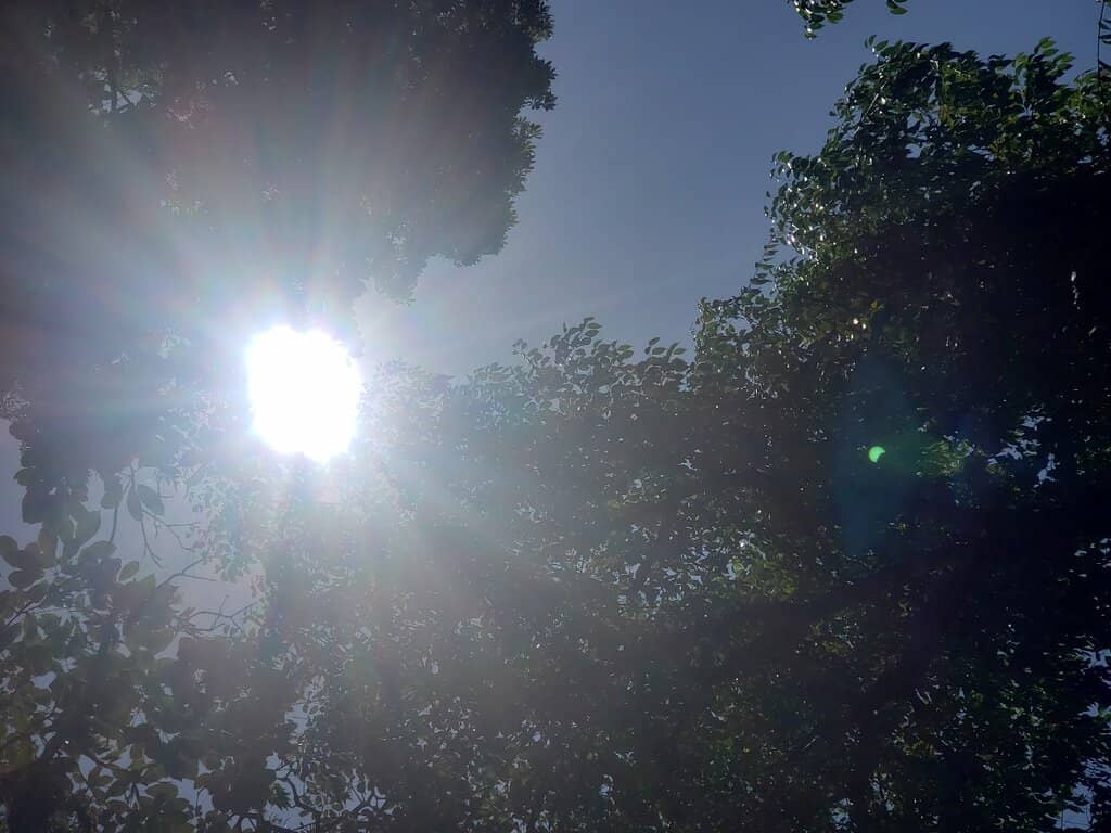Lush Greenery and Flowers