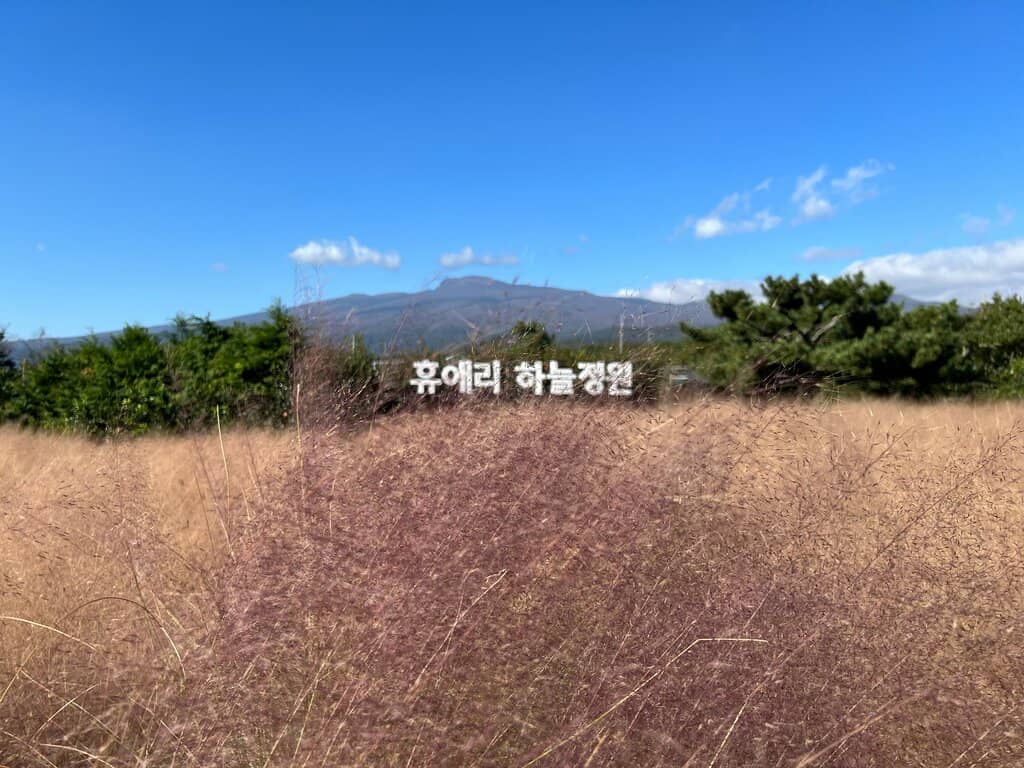 Canola Flower Fields