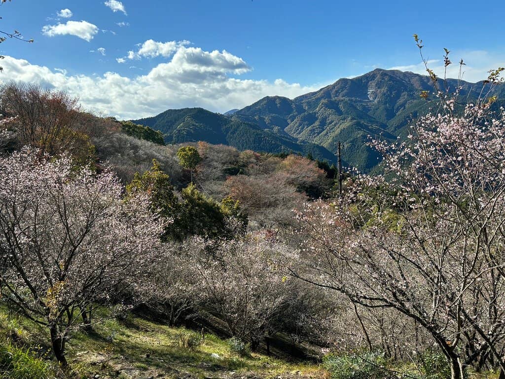 Koi Pond Views