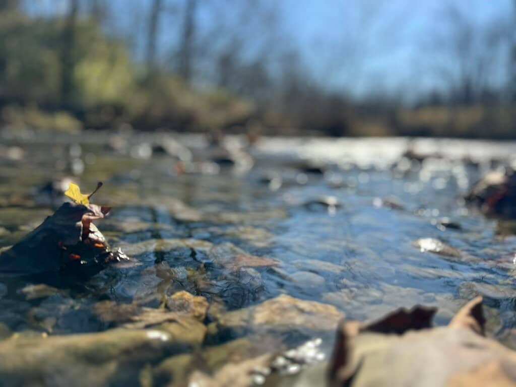 Wooded Trails