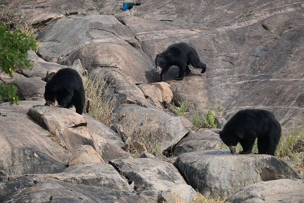 Birdwatching Opportunities