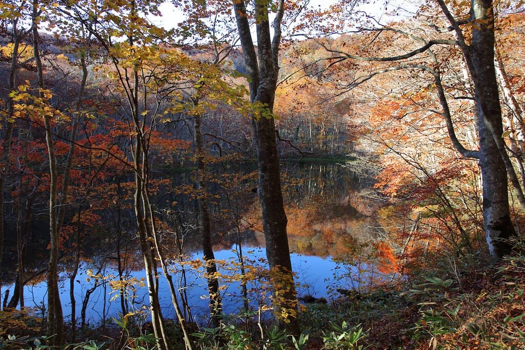 Autumn Reflections
