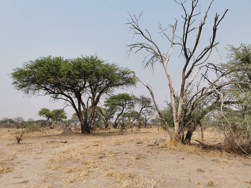 Abundant Wildlife Viewing