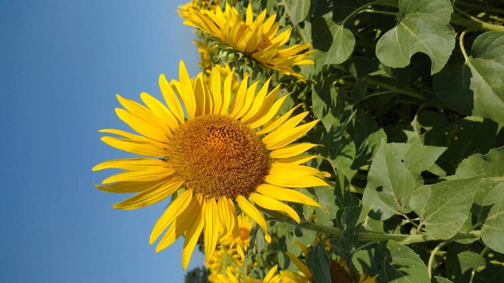 Elevated Observation Deck