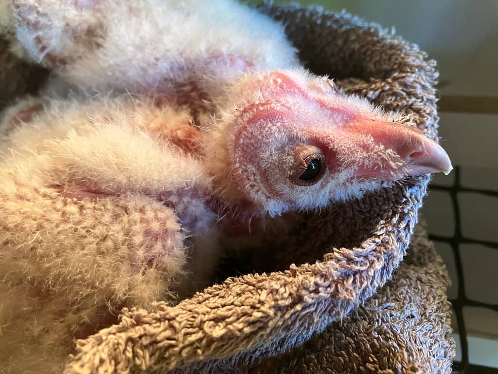 Raptor Rescue & Rehabilitation