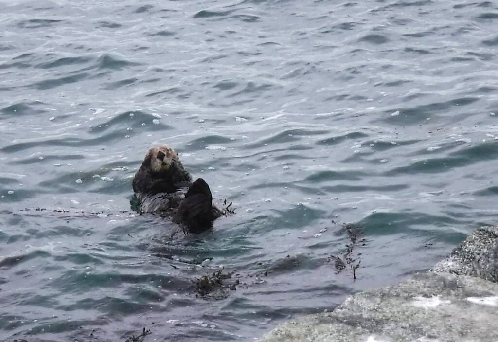 Otter Spotting