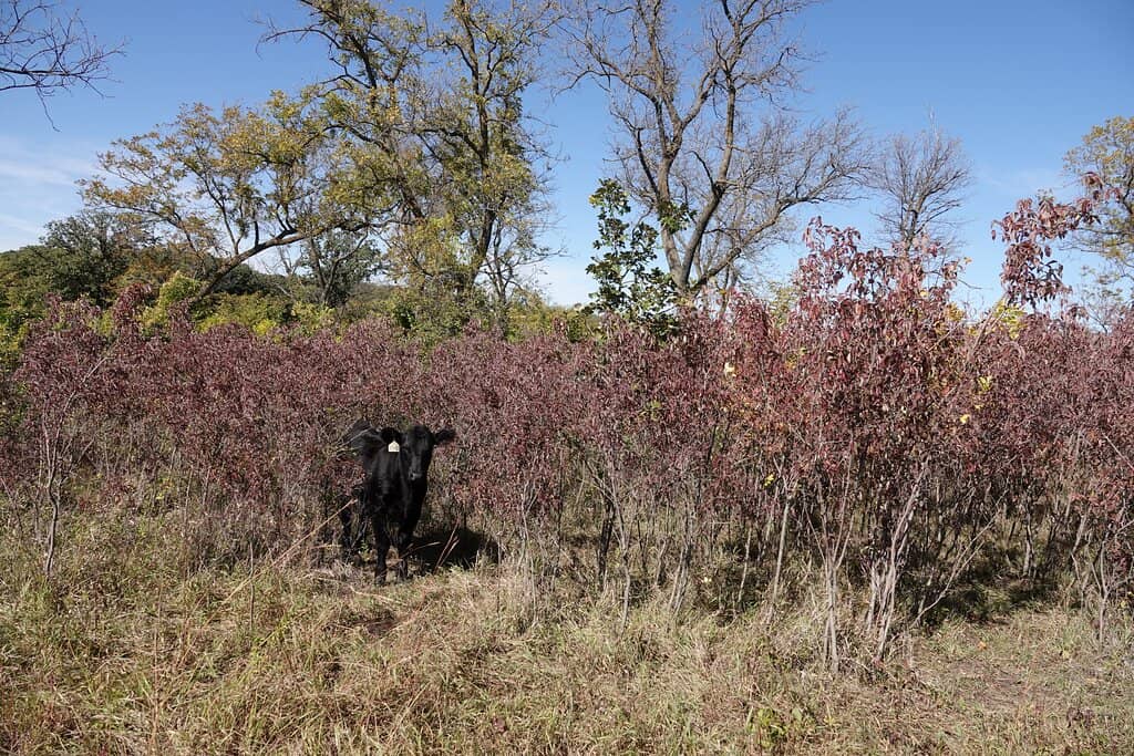Prairie Trails
