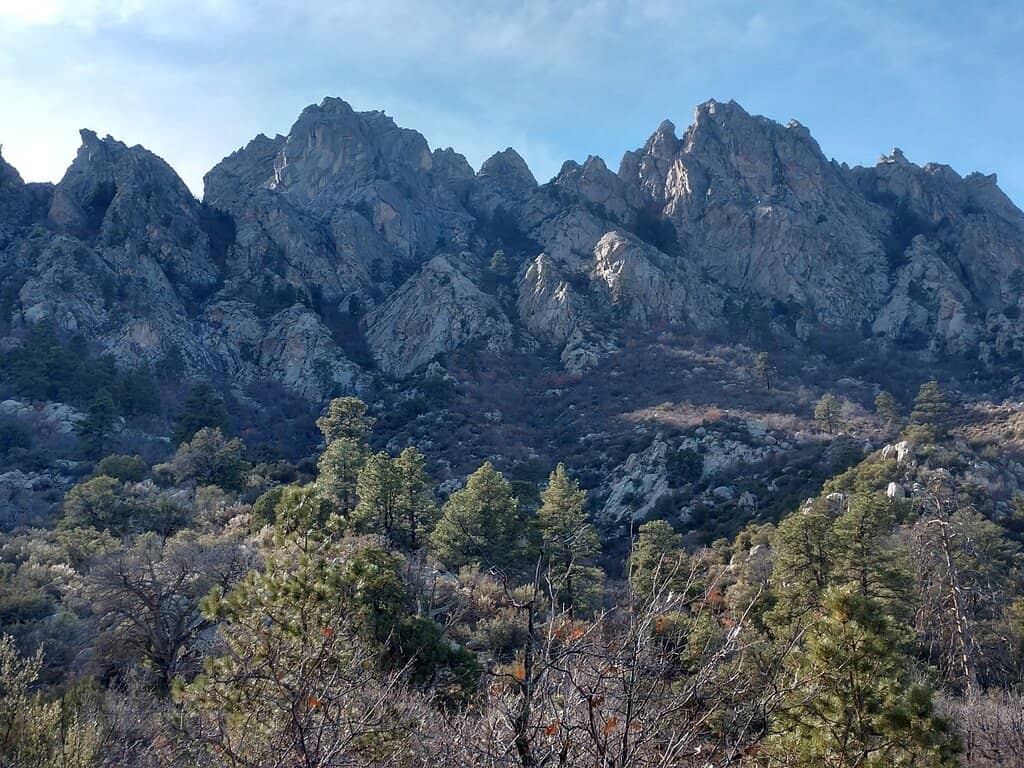 Pine Tree Trail