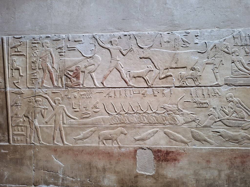 Wildlife and Animal Scenes