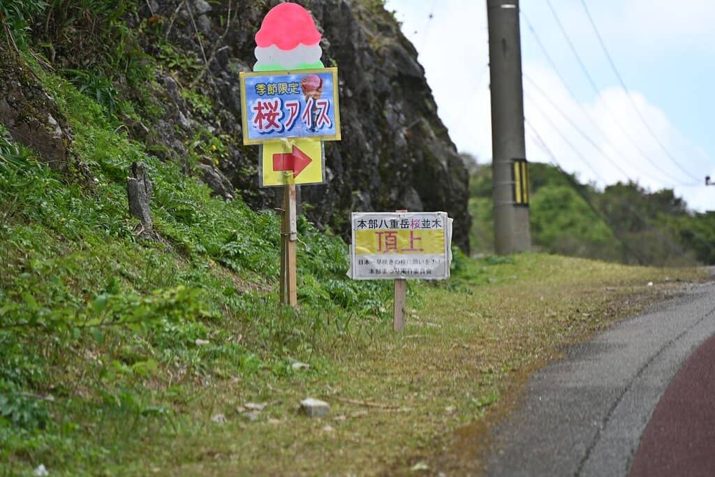 Ryukyu Kanhizakura Blossoms