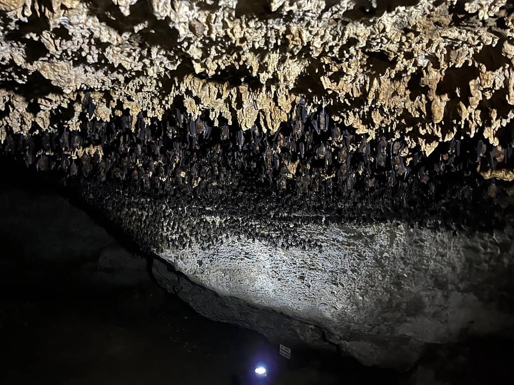 Natural Stalactites & Stalagmites