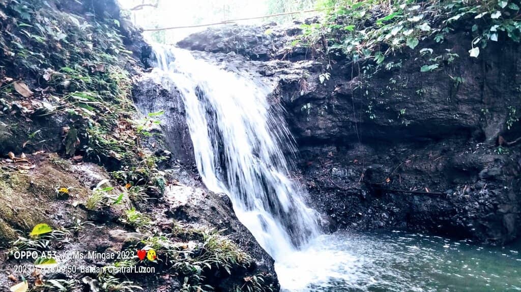 Biodiverse Forest Exploration