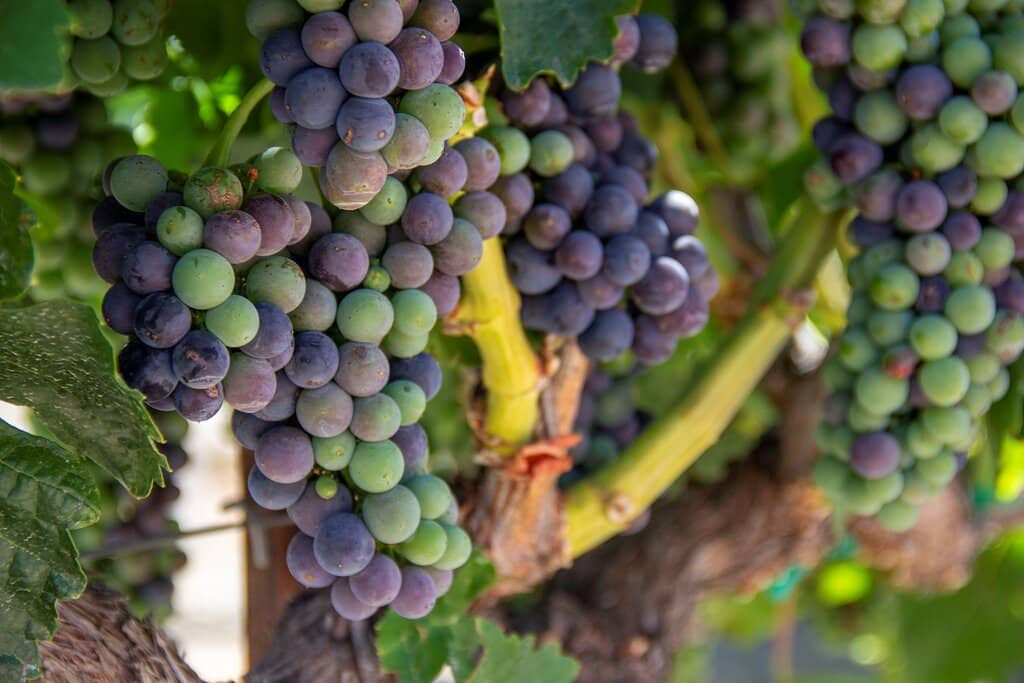 Historic Vineyard Views