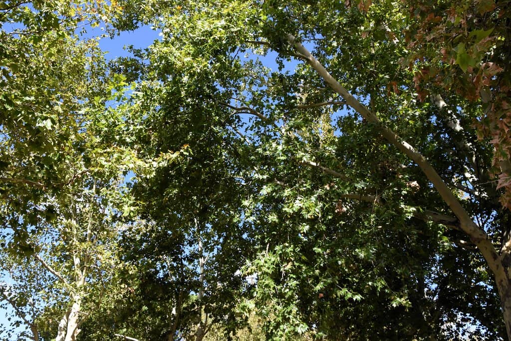 Trail Running Routes