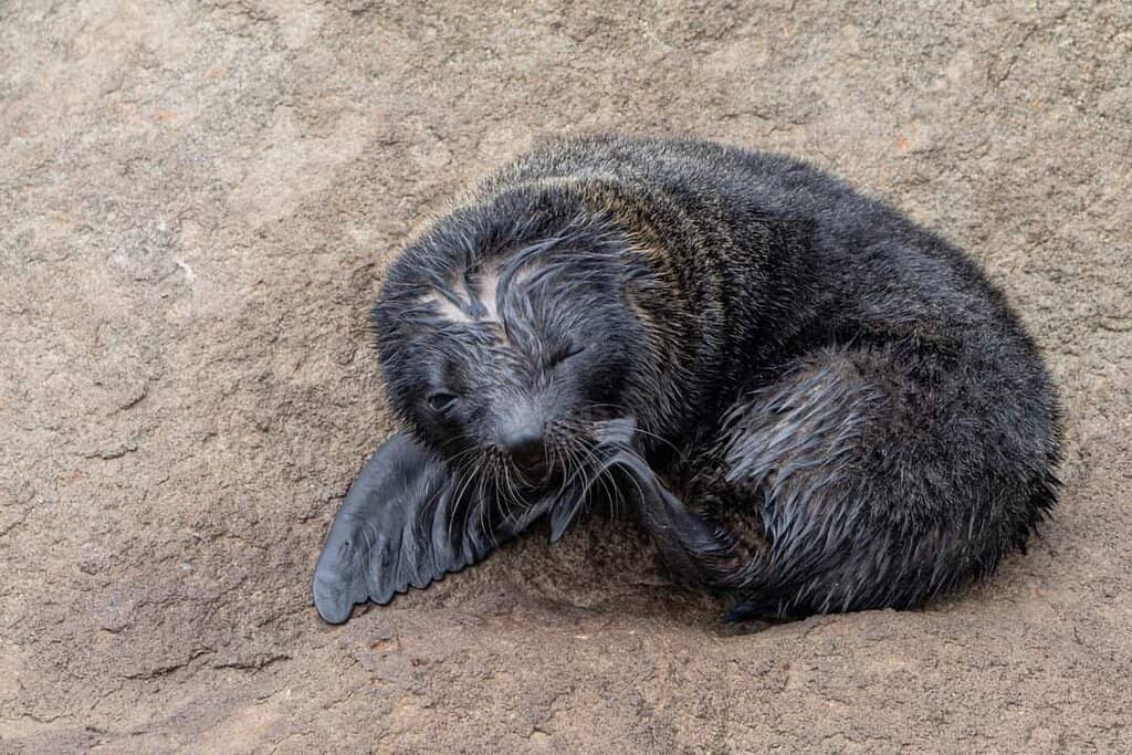 Yellow-Eyed Penguin (Hoiho)