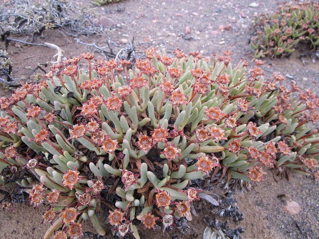 Swartberg Mountain Views