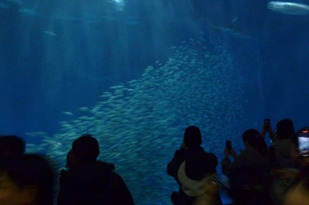 Sardine Tornado