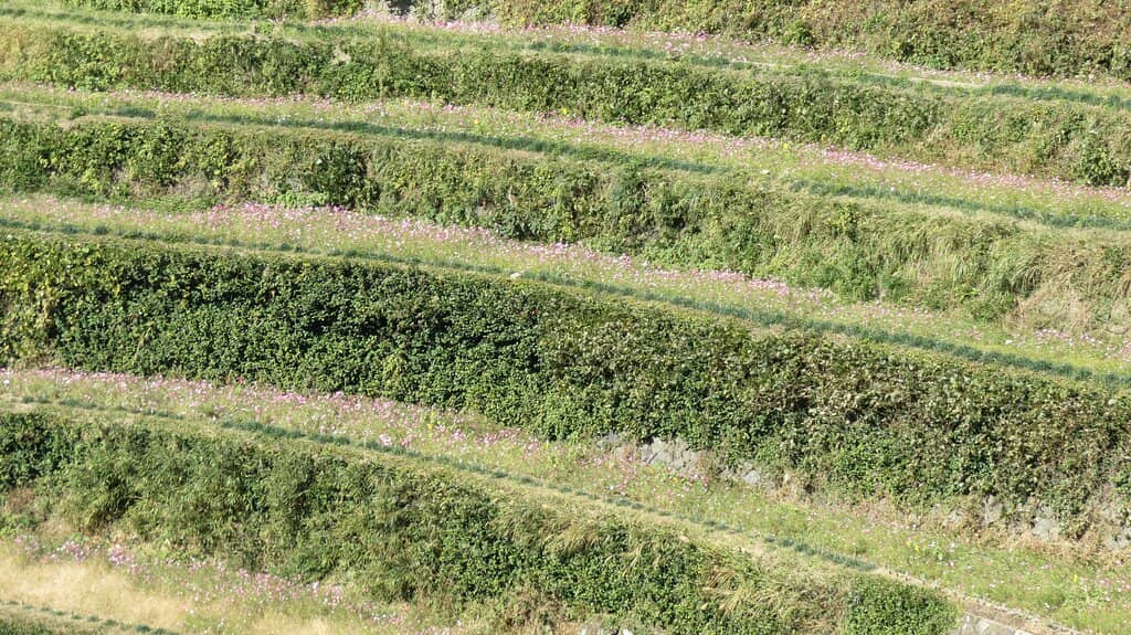 Lush Green Terraces