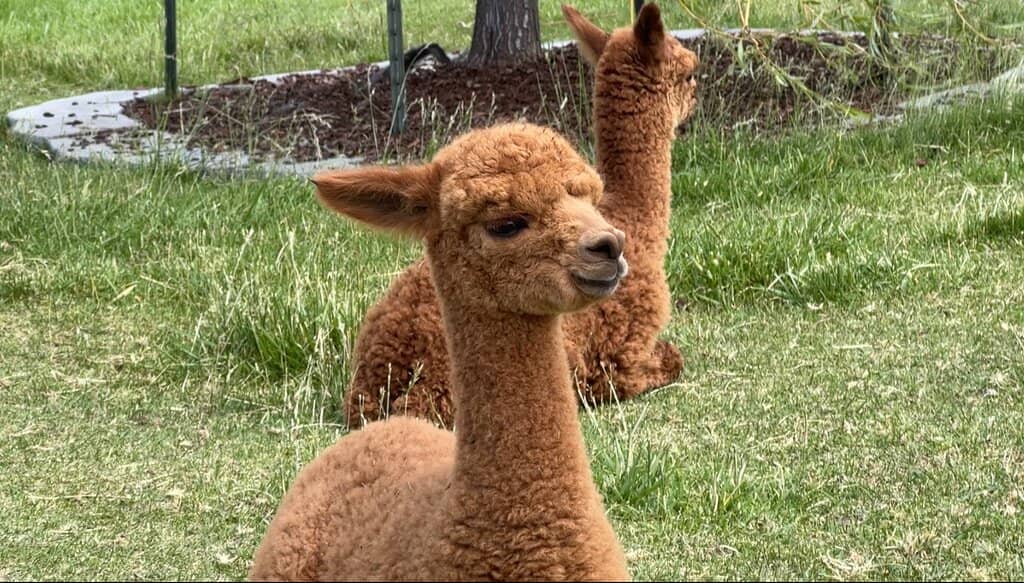 Scenic Mountain Views