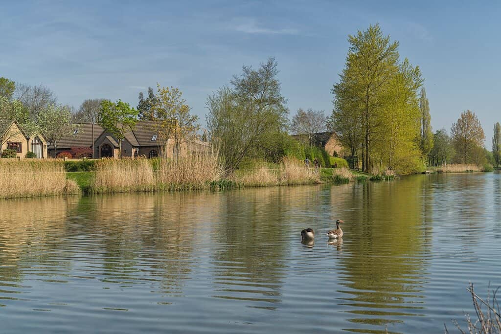 Lakeside Strolls