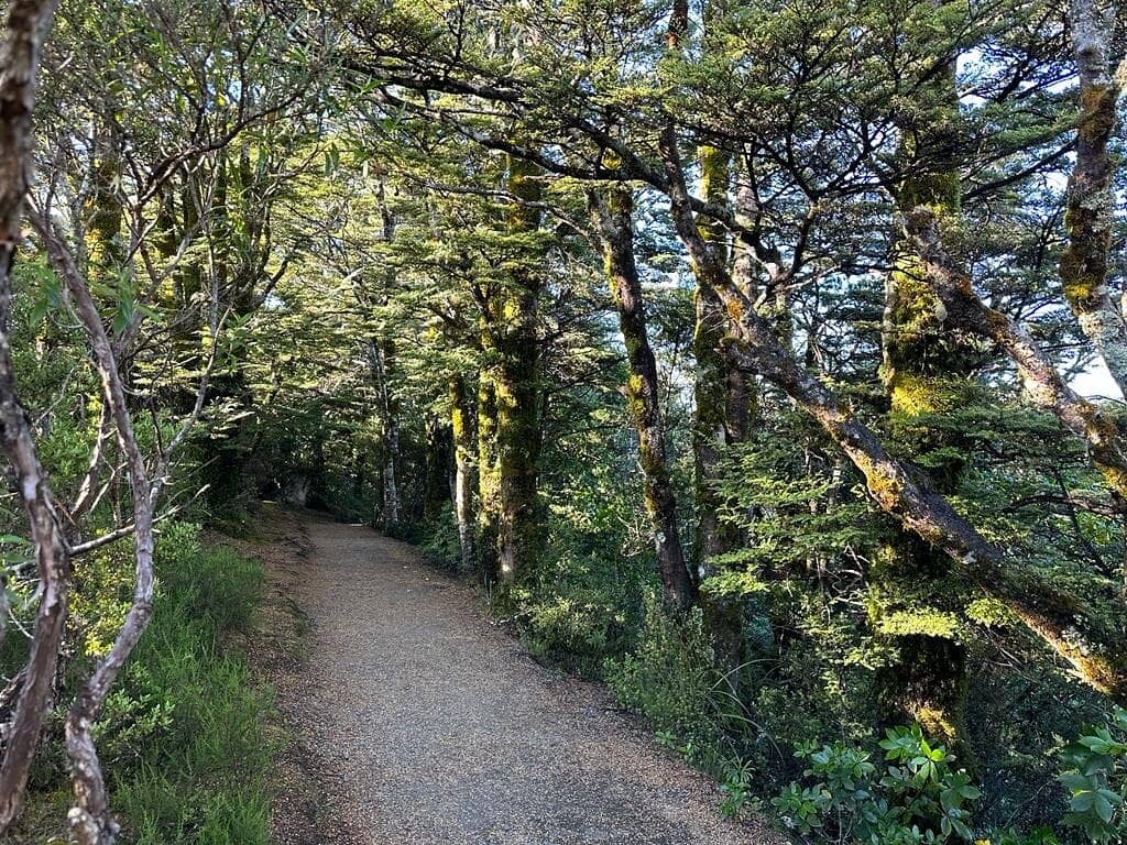 Native Bush Walk