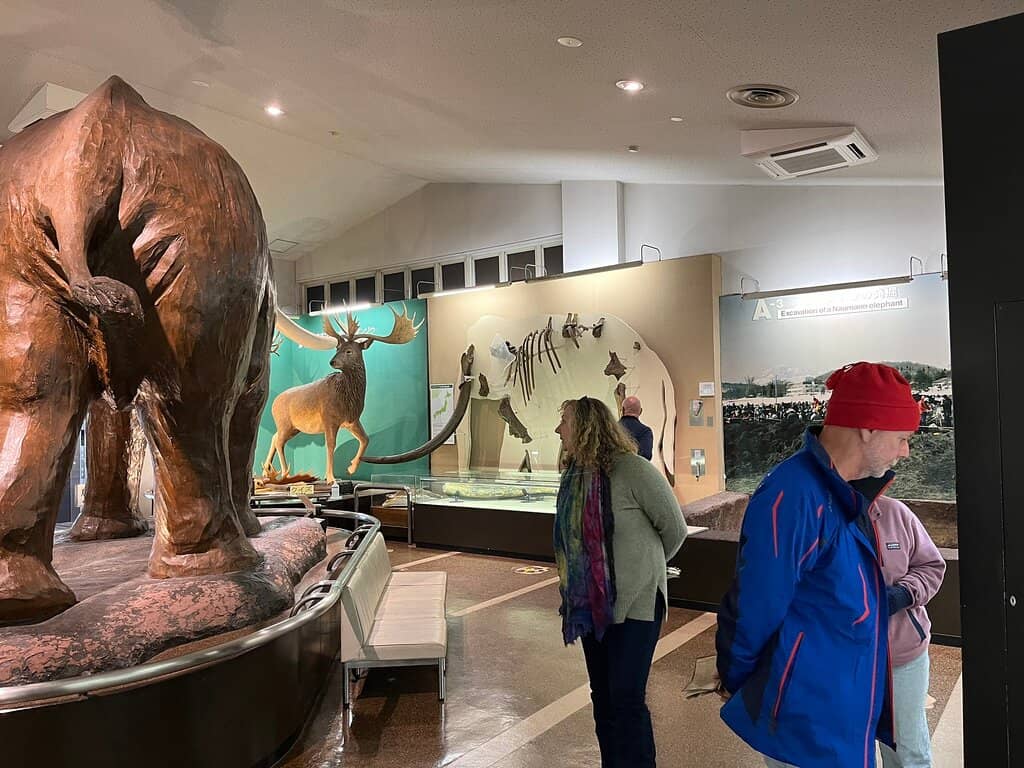 Paleoloxodon Naumanni Fossils