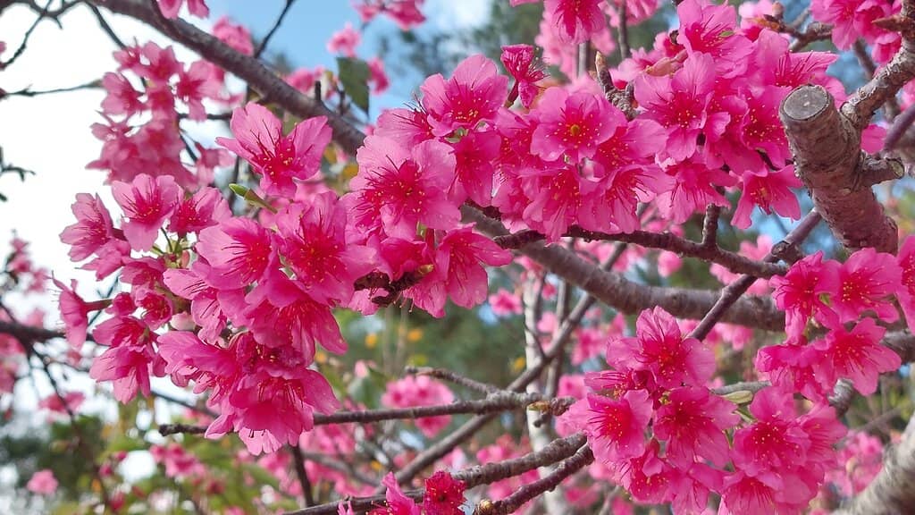 The Sakura Tunnel Drive