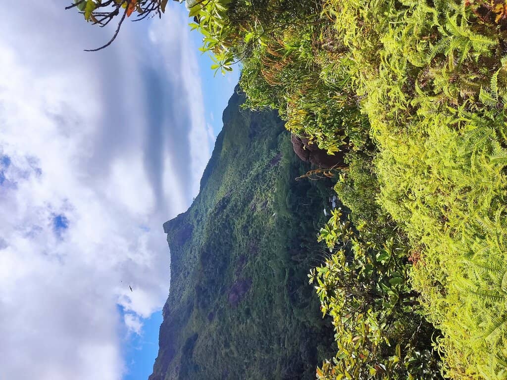 Changing Tropical Scenery