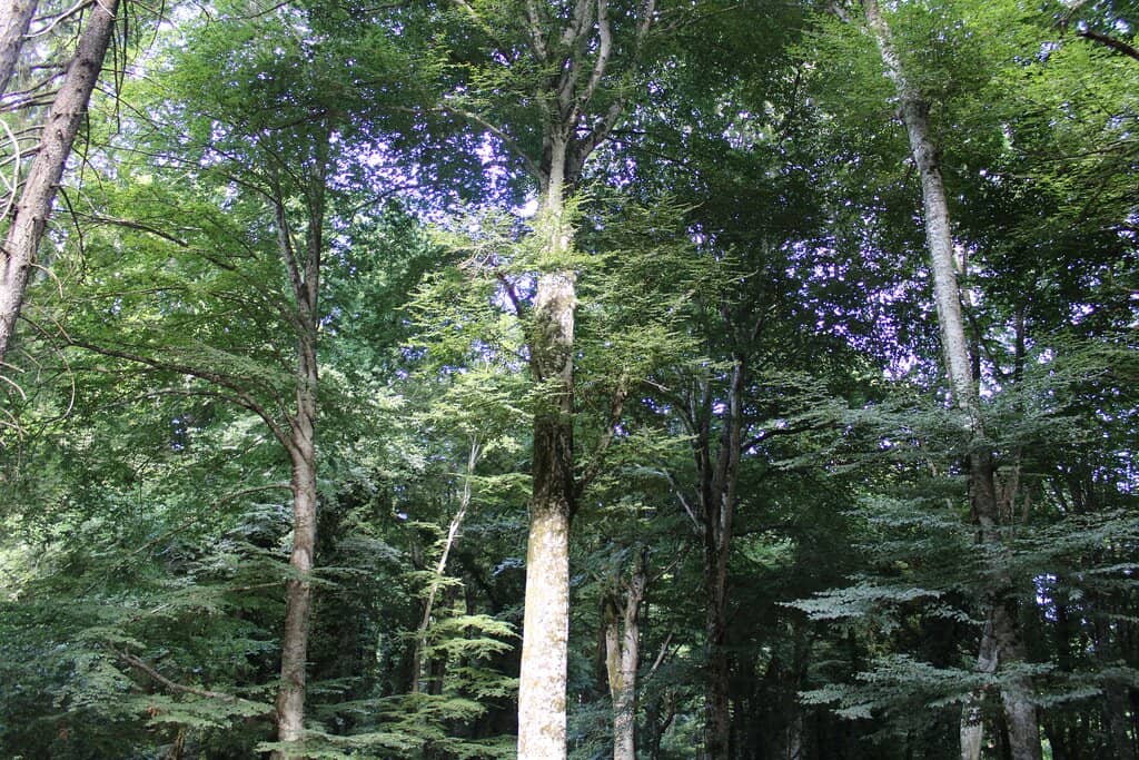 Vertical photo