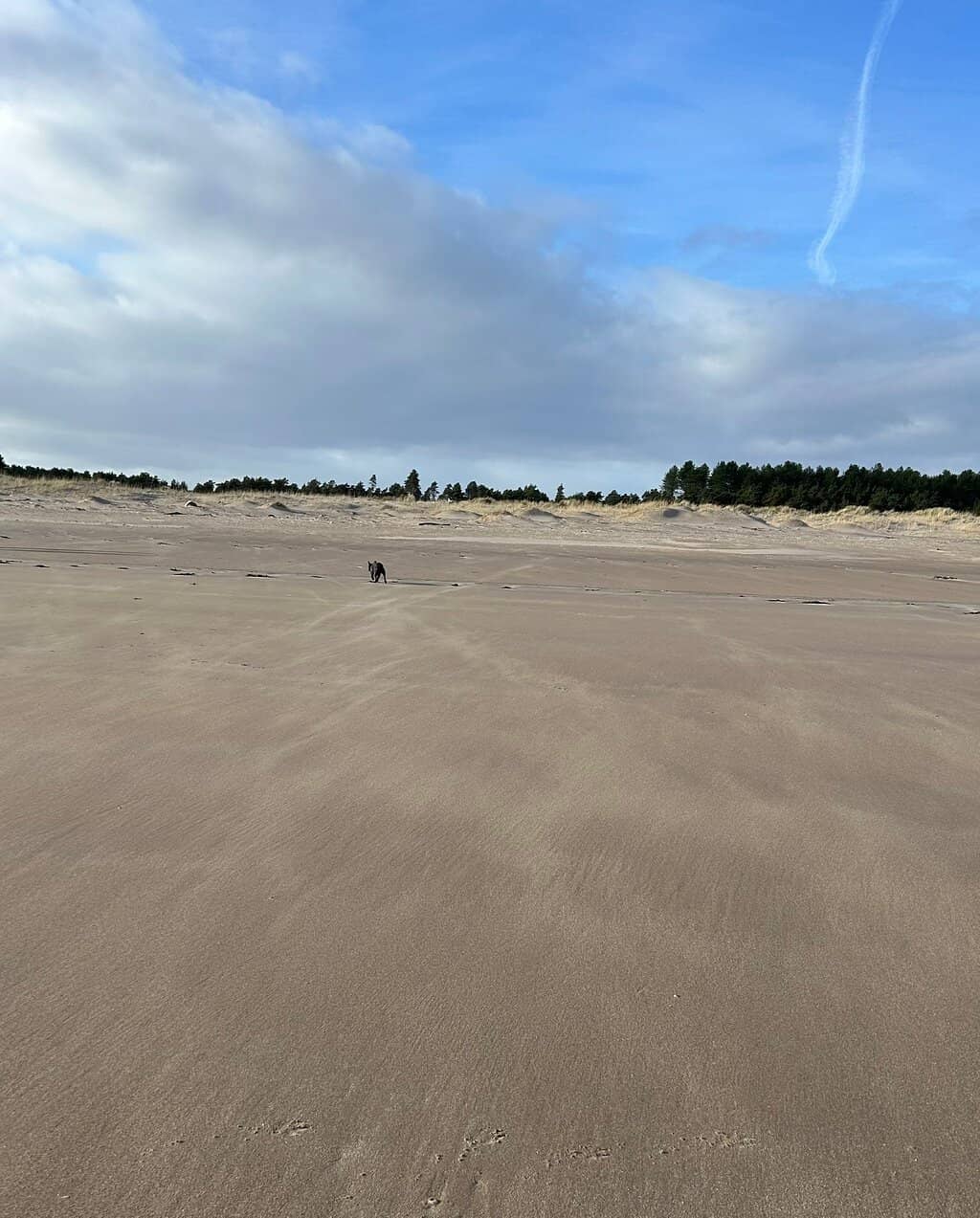 Highland Cow Sculpture