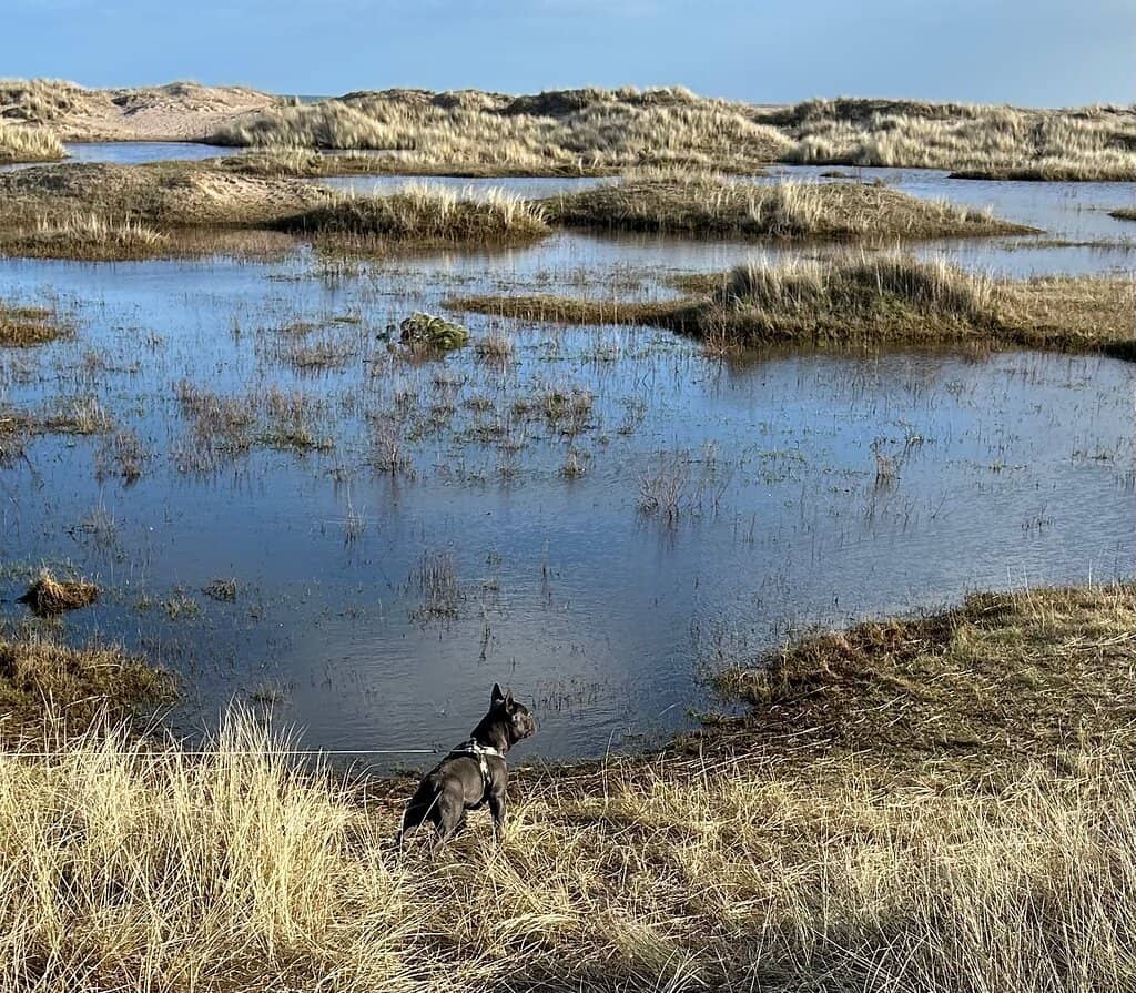Tentsmuir Beach