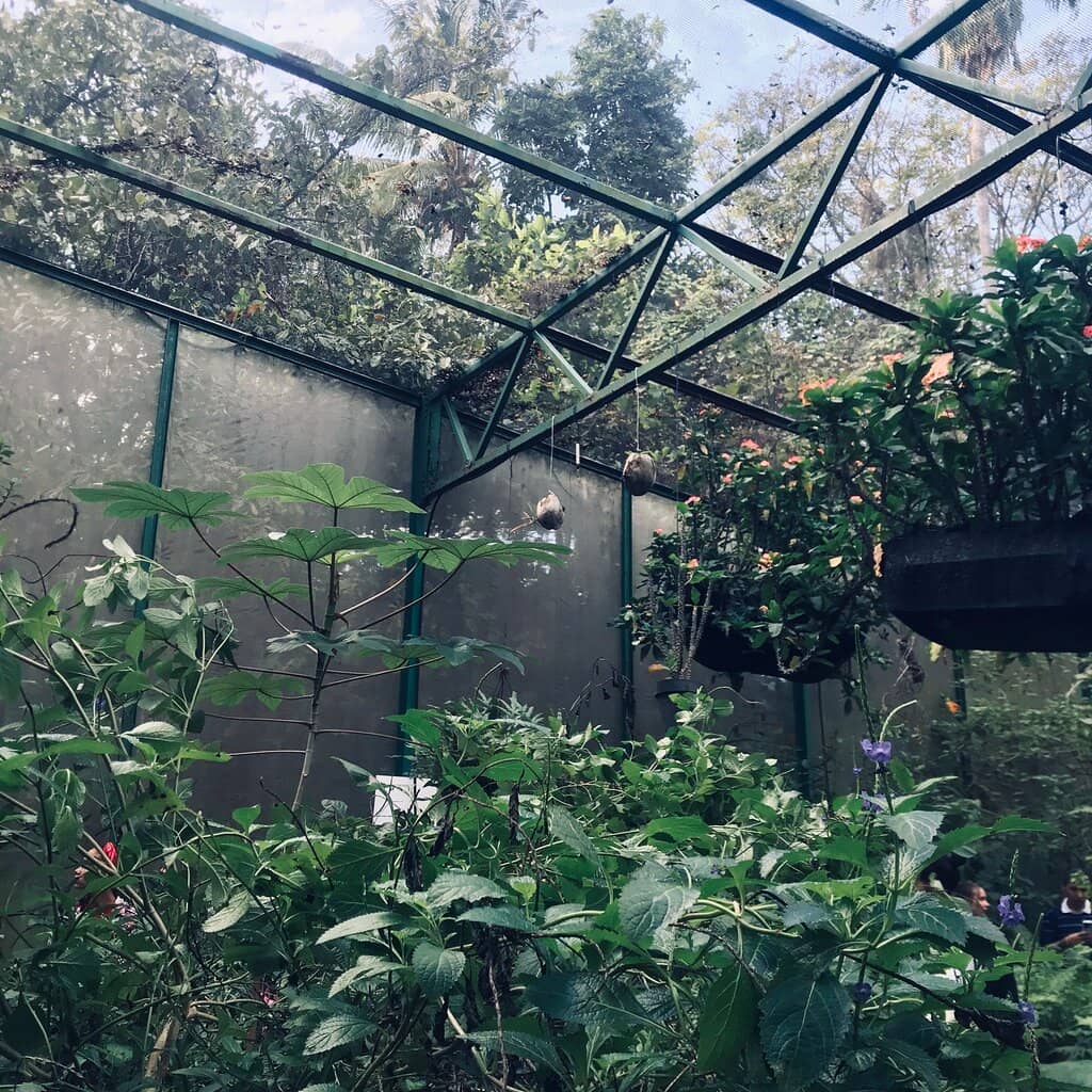 Butterfly Conservatory
