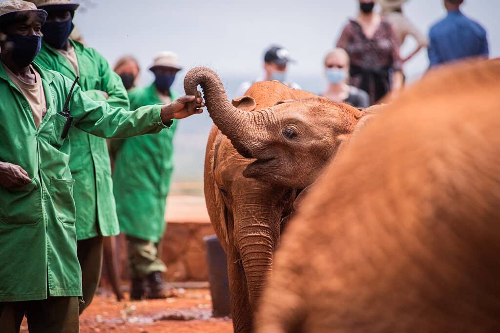 Meet the Rhinos