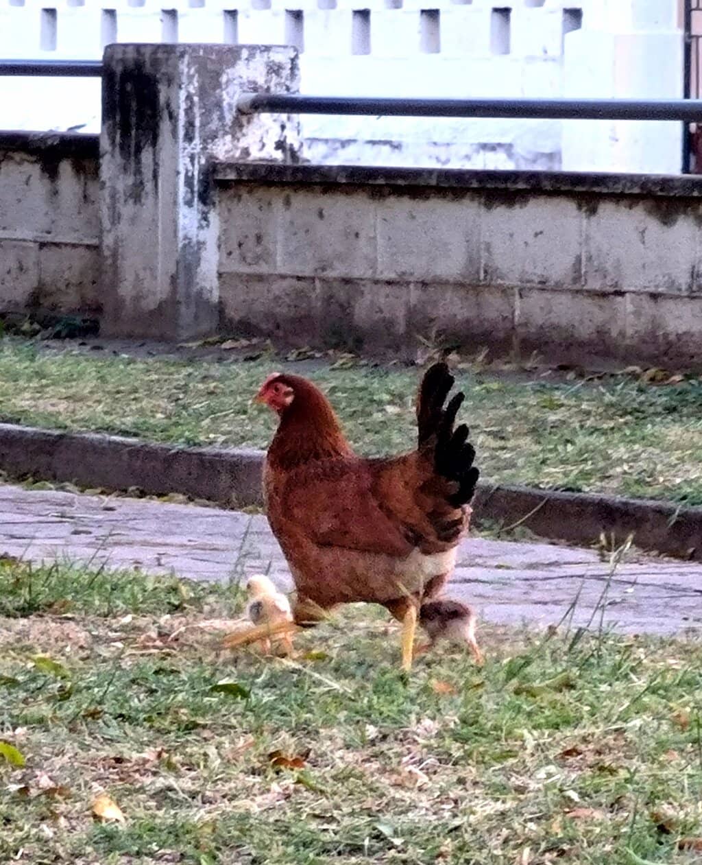 Green Lungs of Basseterre