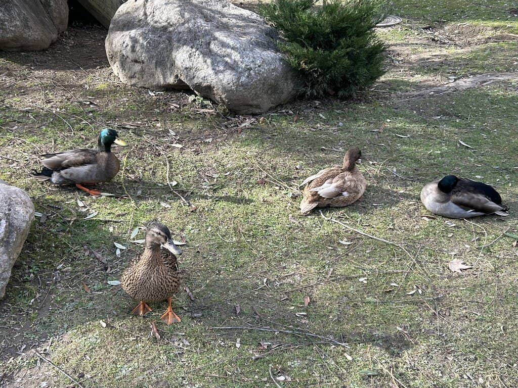 Majestic Peacocks