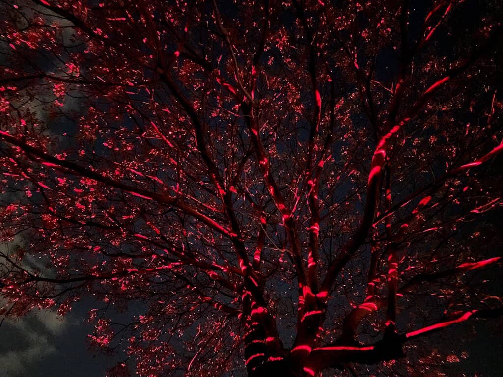 Architectural Wonders