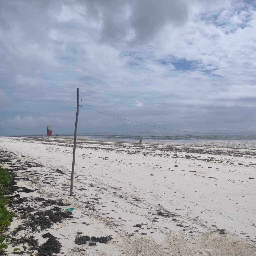 Palm-Fringed Shores