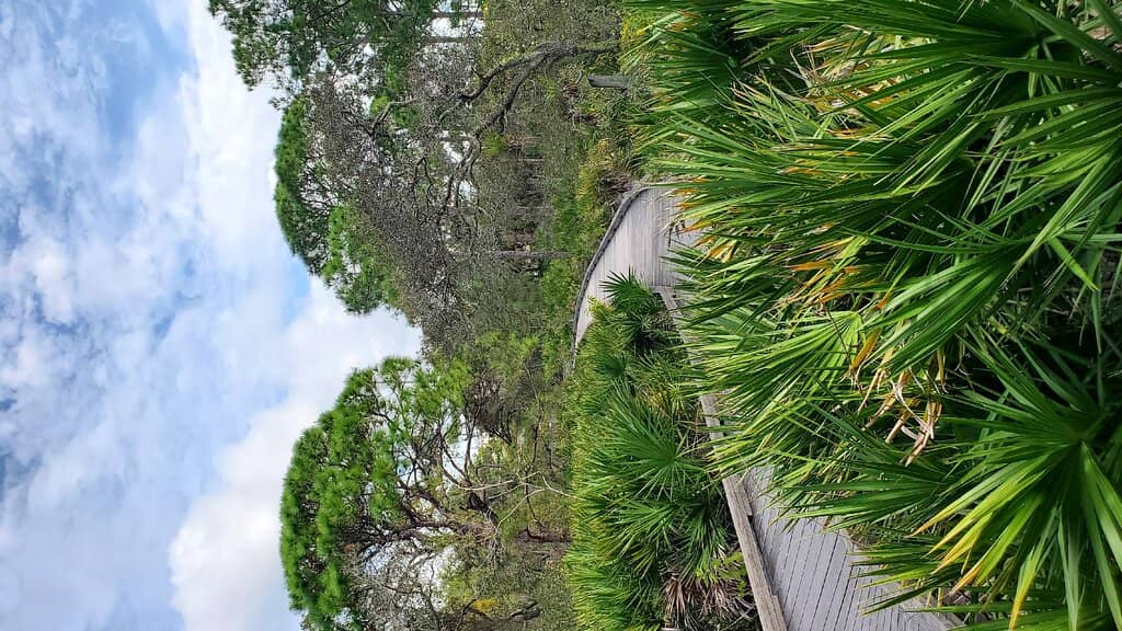 Wooden Boardwalk Trail
