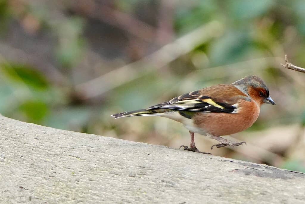 Bird Hides