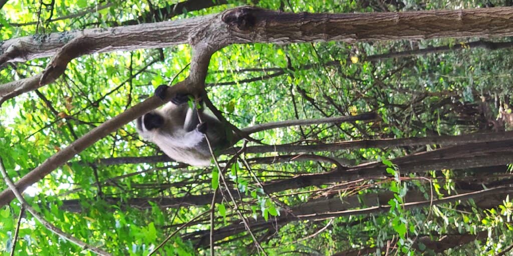 Dutch Delicacies at the Restaurant