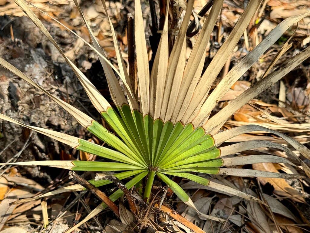 Tarkiln Bayou Boardwalk