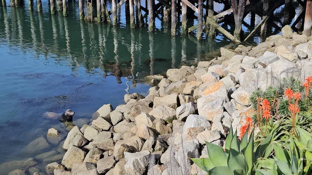 Kayaking the Estuary