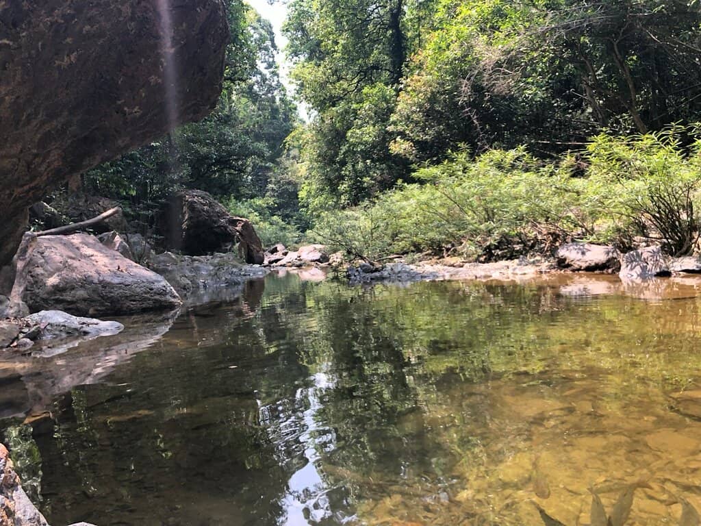 Fish Therapy