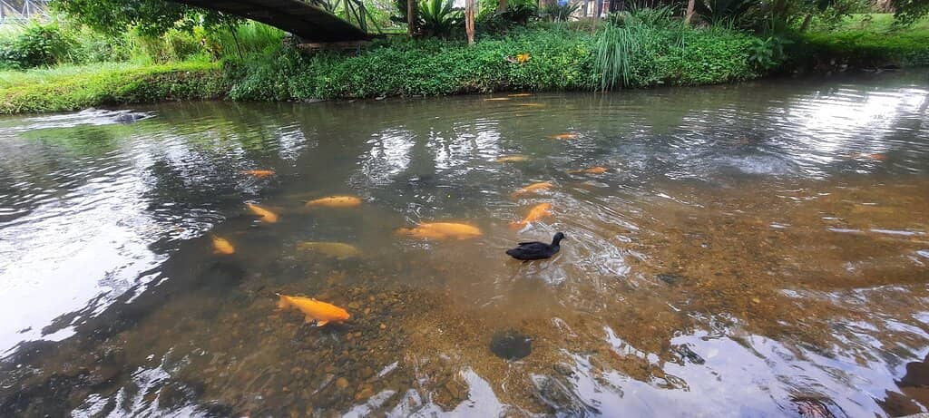 Feeding the Giant Fish