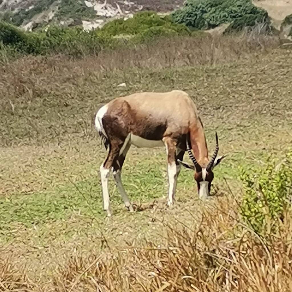 Cape Point Lighthouse