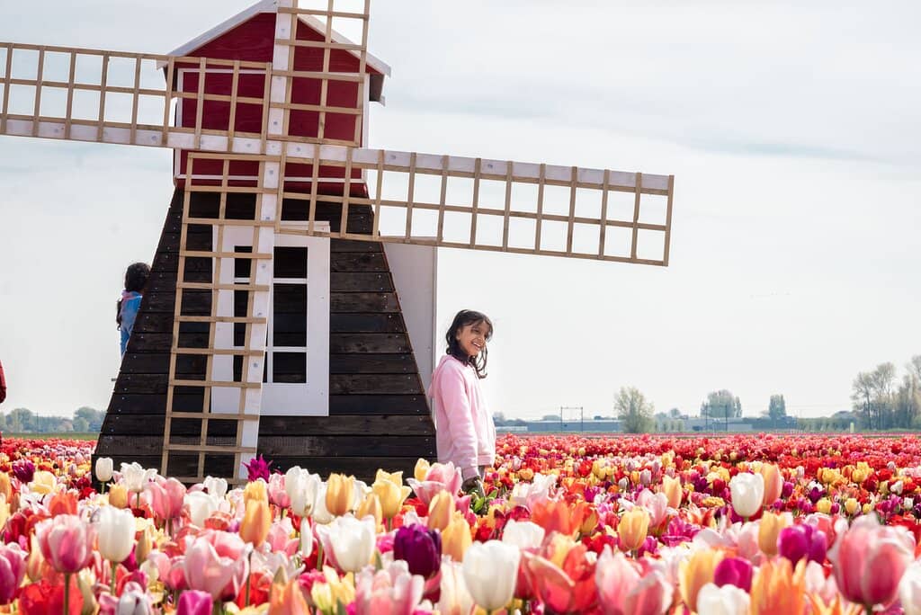 Pick Your Own Tulips