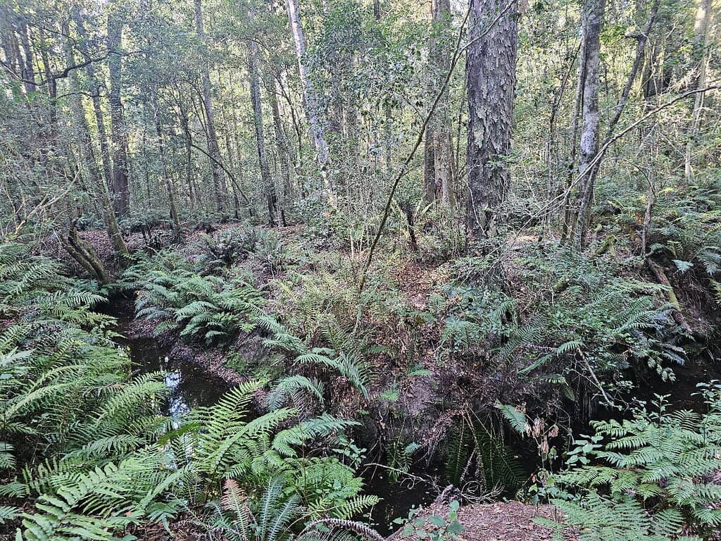 Picnic Amongst Nature