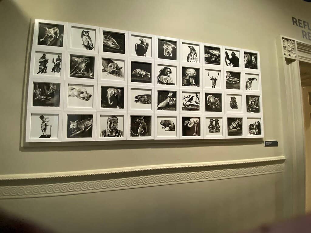 Taxidermy Collection